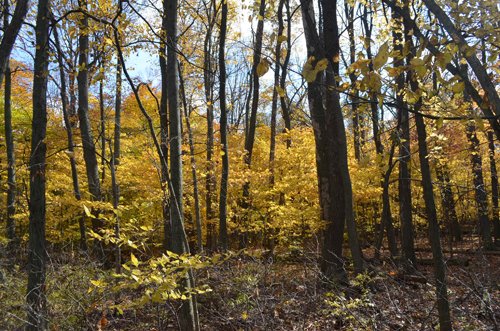 Property photo 22 - 75.3 Acres Offered in 2 Tracts